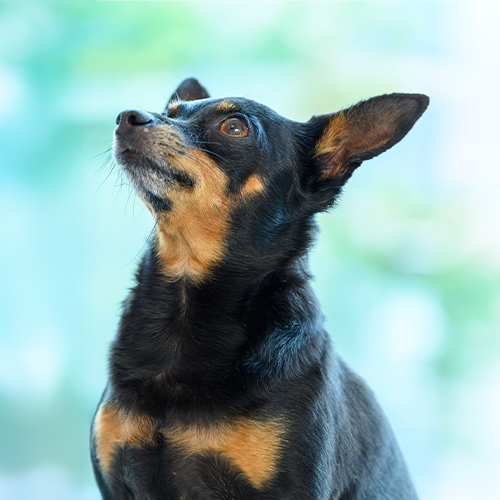 Team Bild: Firmenhund